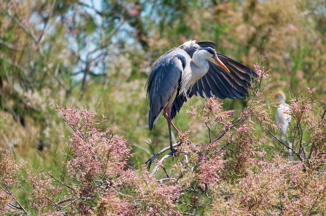 Camargue National Park in Frankrijk