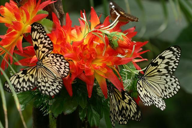 het huis van vlinders